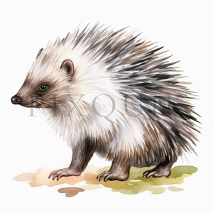 Porcupine Clipart | 10 High Quality JPGs | Watercolor porcupine | Card Making, Digital Paper Craft ,  Digital Download