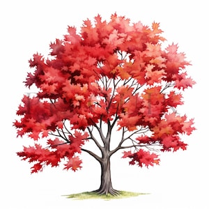 Può includere: Dipinto ad acquerello di un albero con foglie rosso vivo. Il tronco è grigio scuro e i rami sono grigio chiaro. Le foglie sono un mix di rosso e arancione, creando un effetto autunnale. L'albero è su sfondo bianco.