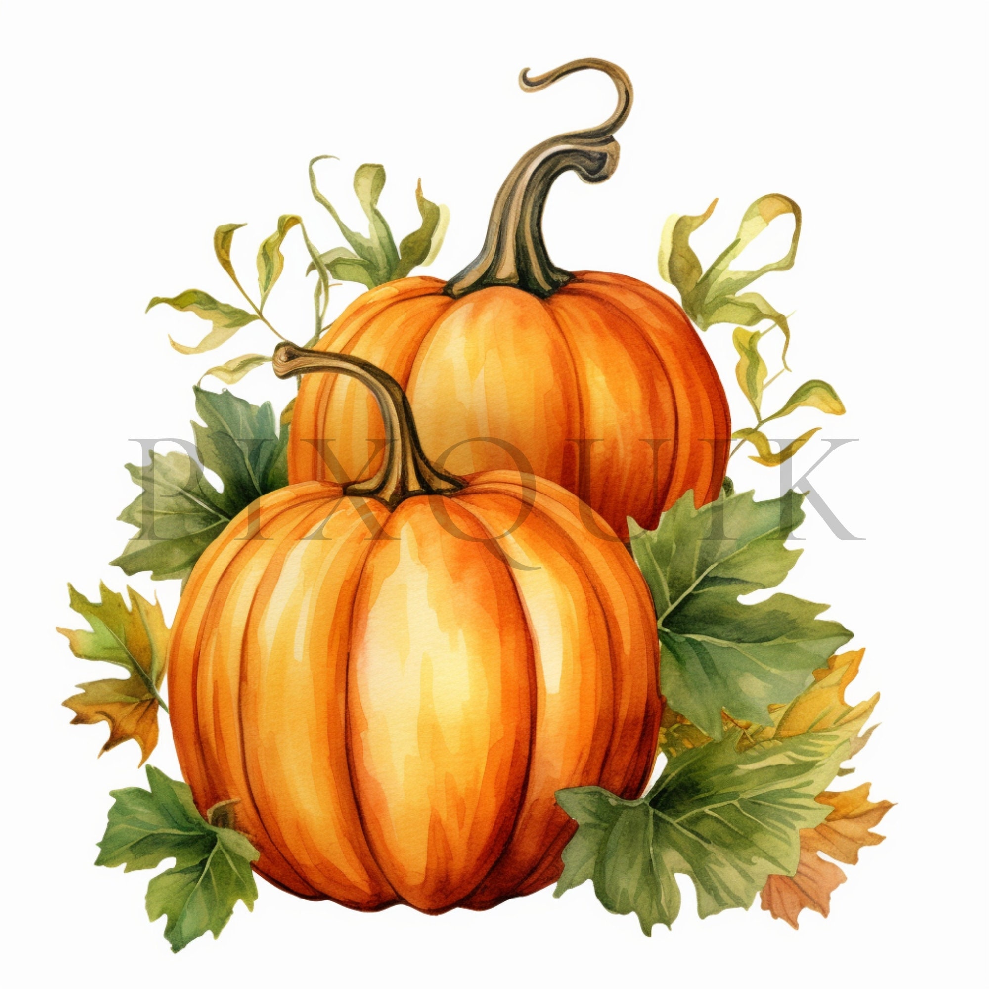 Autumn Pumpkin Watercolor Clipart | Fall Harvest Jpgs (digital Download ...