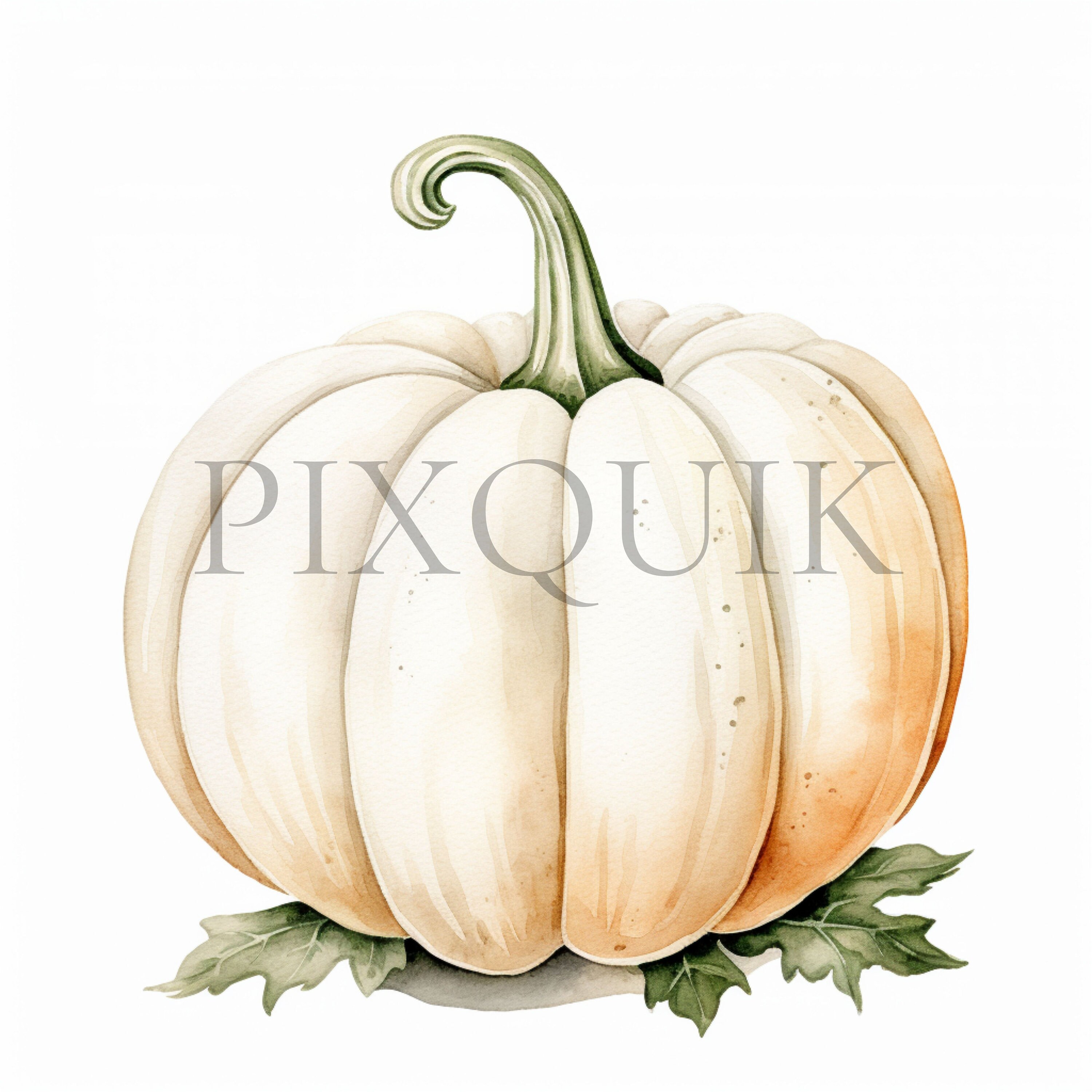 White Pumpkin Watercolor Clipart | Fall Nursery Decor (digital Download ...