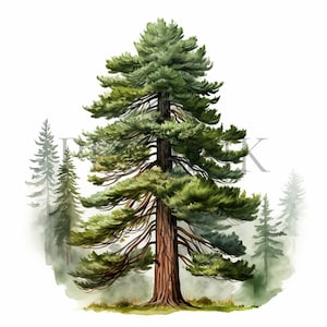 Conifer Tree Clipart | 10 High Quality JPG&#39;s | Digital Download | Conifer Illustration | Tree Graphics | Digital Paper Craft | Card Making