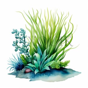 Clipart di piante marine / 10 JPG di alta qualità / Arte della flora marina / Illustrazioni botaniche oceaniche / Album di ritagli, stampabile, uso commerciale