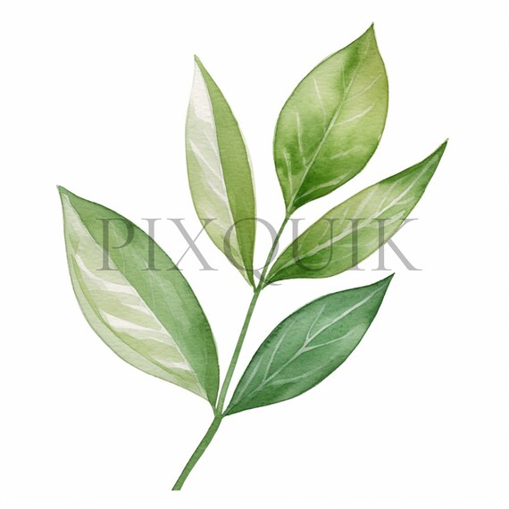 Watercolor Foliage Clipart | Green Leaf Illustration (10 JPG, 5000x5000 px)