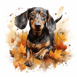 Aquarel herfst teckel clipart | 10 JPG's van hoge kwaliteit | Digitale download | Illustraties van de teckel |Herfst teckel | Direct downloaden
