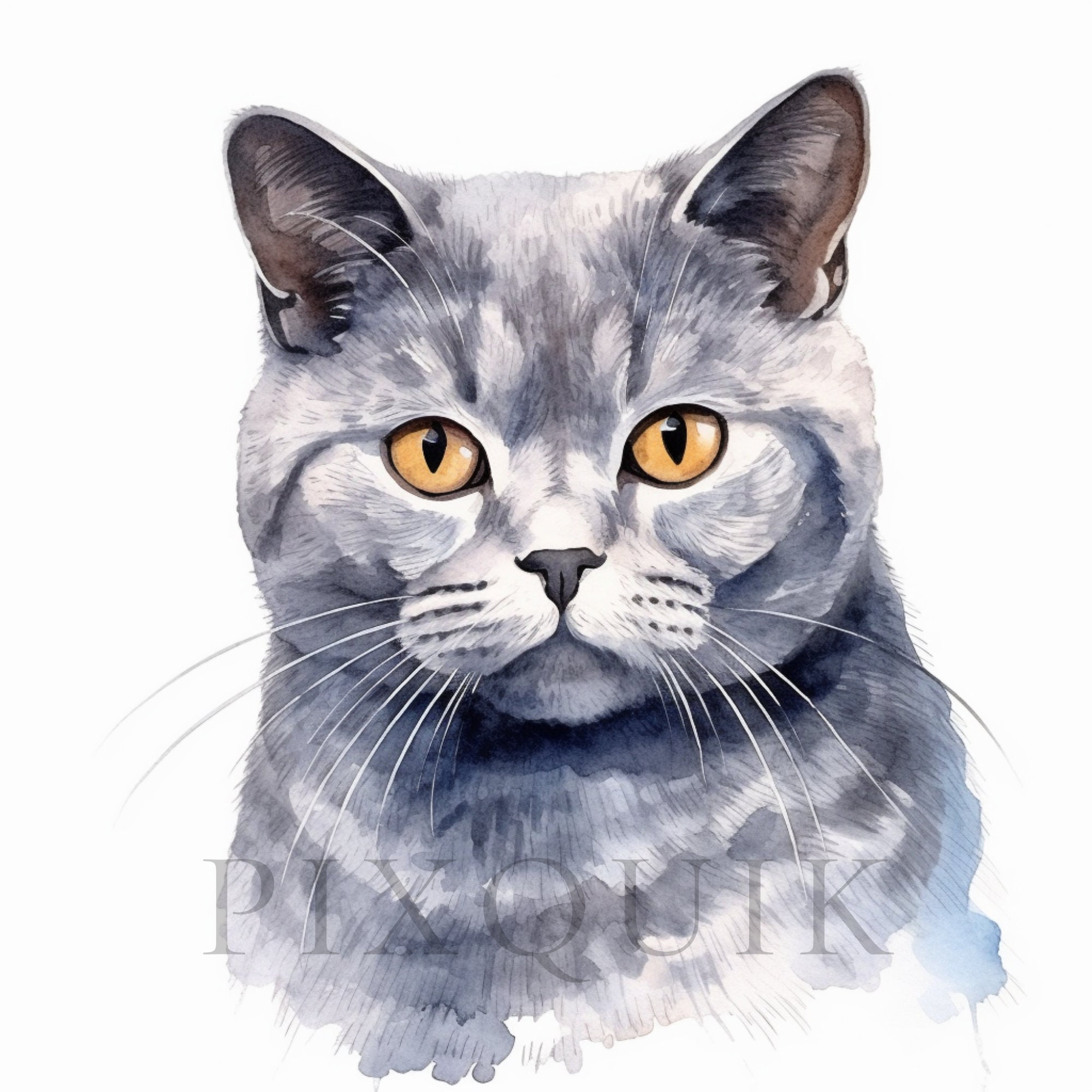 Watercolor British Shorthair Clipart | Cat Illustration (digital ...