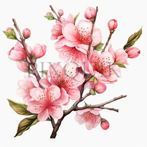 Clipart de rama de sakura en flor / 10 archivos JPG de alta calidad / Ilustraciones de flores de cerezo / Arte floral / Álbum de recortes, imprimible, uso comercial