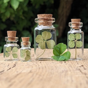 Regalo de amuleto de la suerte: trébol de cuatro hojas REAL en un vaso pequeño