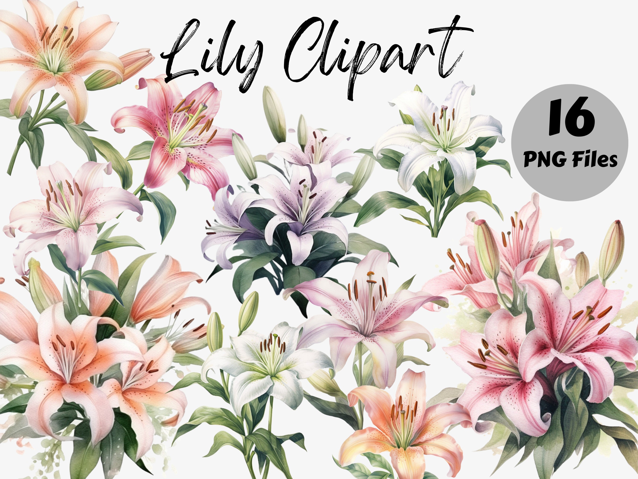 Watercolor Lily Clipart Lilly PNG Lily Sublimation - Etsy