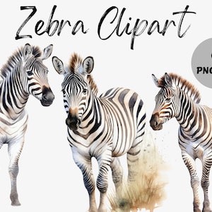 Watercolor Zebra Clipart | Zebra PNG | Digital Download | Nursery Graphics | Commercial Use | Sublimation | Zoo Animal | Digital Elements