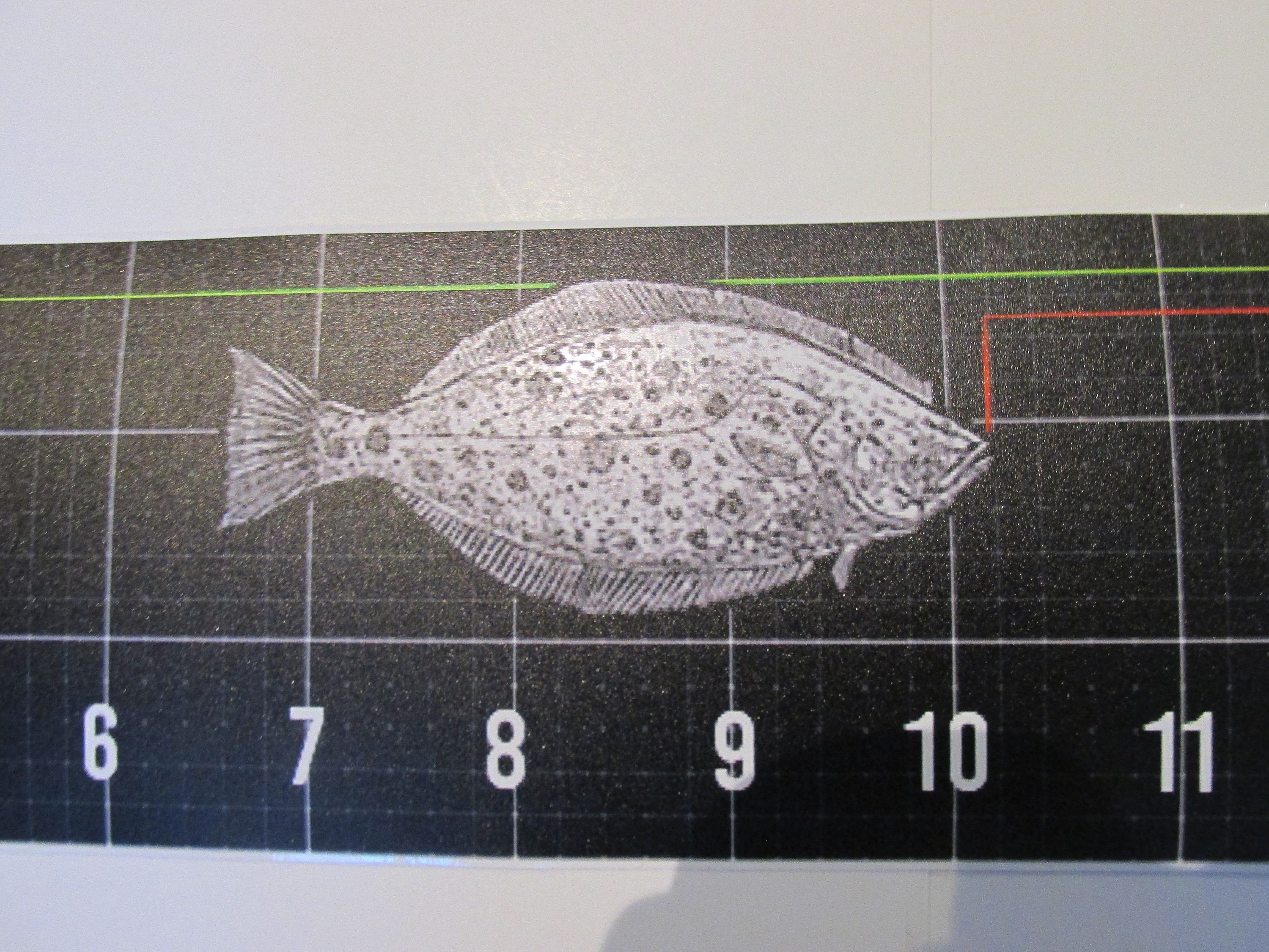 California Current Fish Ruler Measuring Tape Decal Sticker Size Limit