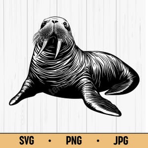 Puede incluir: Ilustración en blanco y negro de una morsa con largos colmillos y bigotes. La morsa está tumbada, mirando hacia delante, con las aletas extendidas. La imagen incluye el texto "SVG • PNG • JPG" en la parte inferior.