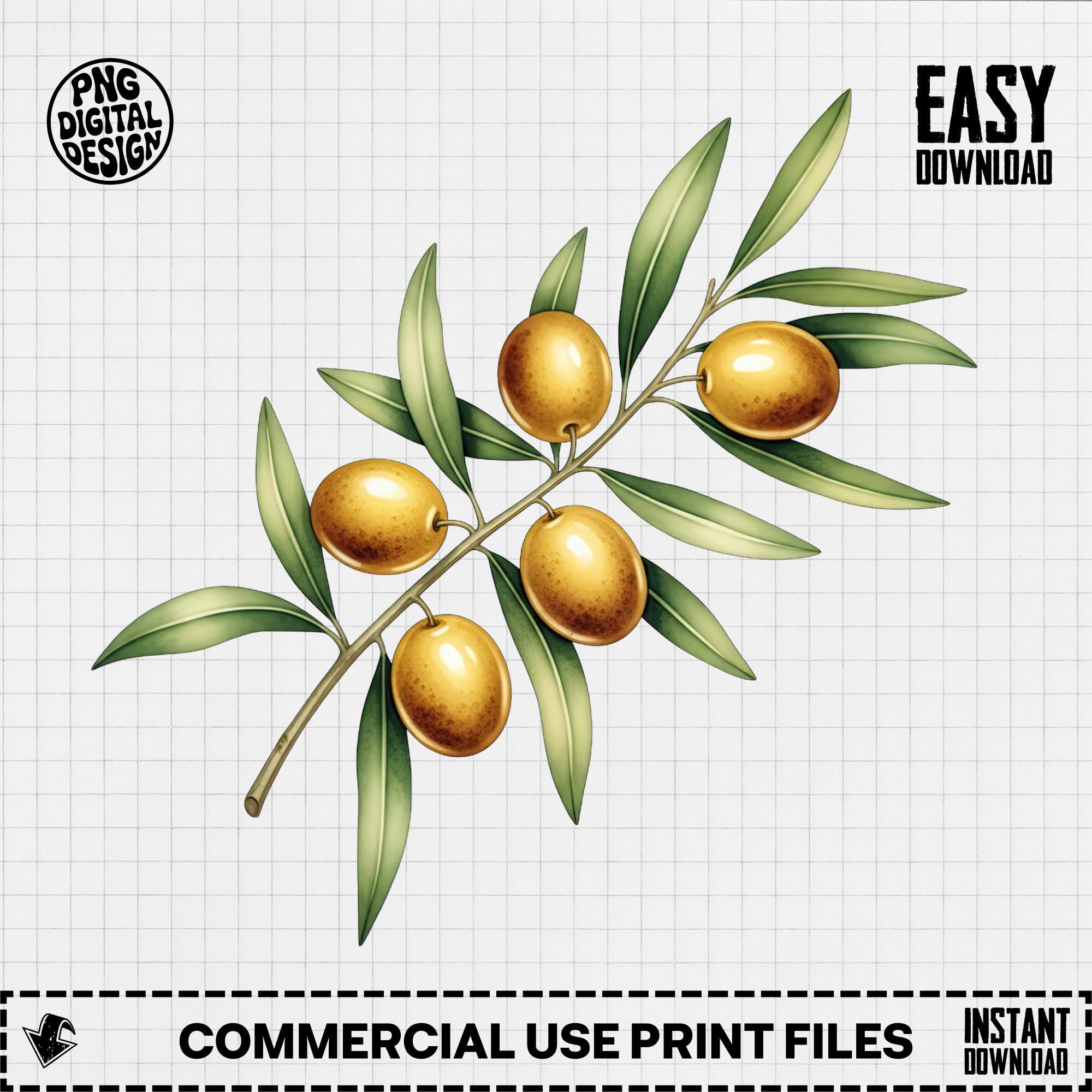 34 Olive Branch PNG Clipart - Watercolor Olives PNG, Digital Download ...