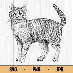 Könnte beinhalten: Detaillierte Schwarz-Weiß-Illustration einer stehenden Tabby-Katze mit Streifenmuster. Die Katze hat einen langen Schwanz und blickt nach vorne. Der untere Teil des Bildes enthält den Text "SVG • PNG • JPG".