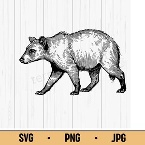 Illustrazione di un mammifero selvatico disegnato a mano in formato SVG PNG JPG, clipart vintage di animali selvatici della giungla per stampe e creazioni naturalistiche