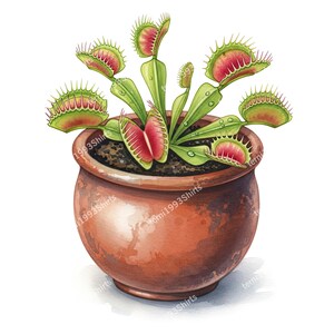 Könnte beinhalten: Aquarell-Illustration einer Venusfliegenfalle in einem Terrakotta-Topf. Die Pflanze hat grüne Blätter und rot gefärbte Fallen. Der runde Topf ist rotbraun. Der Hintergrund ist weiß.