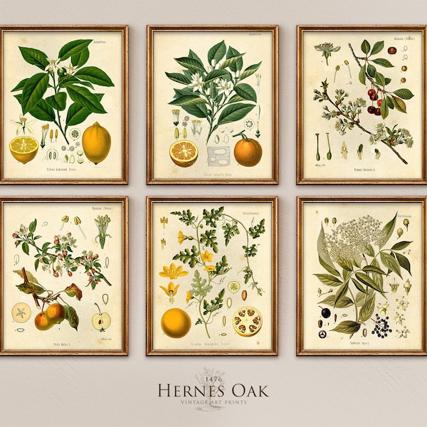 Botanical prints, Set of 8 Fruit prints, Vintage kitchen wall art, kohler prints