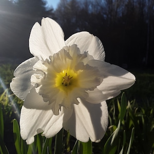 Daffodil Sticker