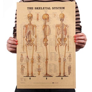 Skeletal Anatomy: Detailed medical poster of the skeletal system in a retro/vintage look