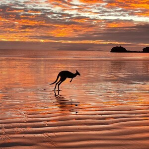 Conjunto de impresiones de la puesta del sol con canguros – Cabo Hillsborough, Australia