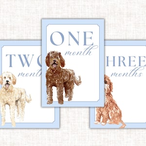 Watercolor Dog Baby Monthly Milestone Cards • Blue Border • 1‑12 Month Photo Prop • Custom Labradoodle Nursery Stationery Gift
