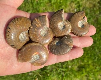Ammonite Fossils