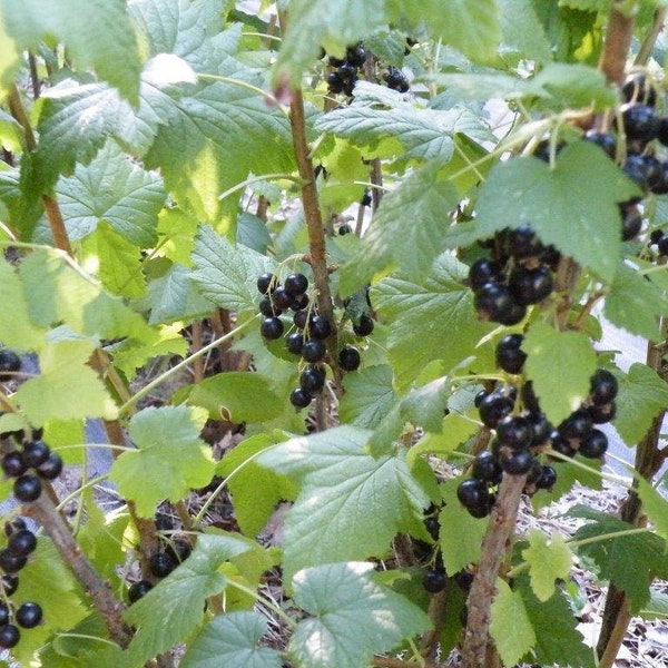 Live Black Currant Plant Consort, rooted plants, organically grown