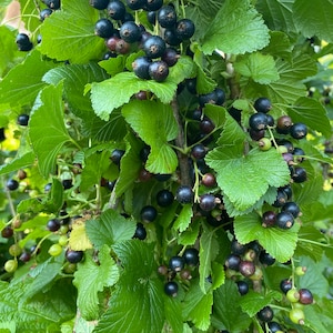 May include: A dense blackcurrant bush featuring clusters of small, round, dark purple to black berries hanging from thin stems. The plant is covered in vibrant green, serrated, lobed leaves, with some unripe light green berries visible near the bottom.