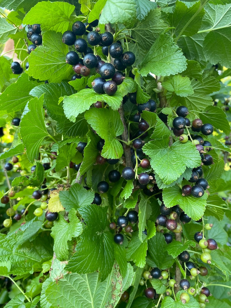 May include: A dense blackcurrant bush featuring clusters of small, round, dark purple to black berries hanging from thin stems. The plant is covered in vibrant green, serrated, lobed leaves, with some unripe light green berries visible near the bottom.