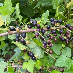 May include: A blackcurrant bush branch featuring clusters of small, round, dark purple to black berries hanging from woody stems. The plant has vibrant green, serrated leaves and a few unripe, pale green berries scattered among the ripe fruit.