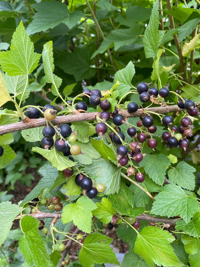 May include: A blackcurrant bush branch featuring clusters of small, round, dark purple to black berries hanging from woody stems. The plant has vibrant green, serrated leaves and a few unripe, pale green berries scattered among the ripe fruit.