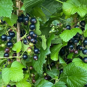 Live Black Currant Plant Consort, edible rooted plants, organically grown. Full of nutrients and vitamins.