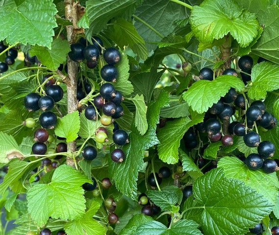 Live Black Currant Plant: Consort Variety, Edible & Organically Grown