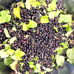 May include: A large stainless steel bowl filled with a harvest of fresh black currants. The small, round, dark purple to black berries are mixed with bright green, serrated leaves and thin stems, creating a dense, textured pile of fruit.