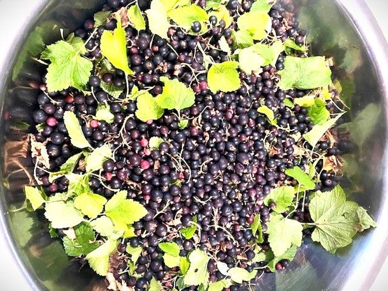 May include: A large stainless steel bowl filled with a harvest of fresh black currants. The small, round, dark purple to black berries are mixed with bright green, serrated leaves and thin stems, creating a dense, textured pile of fruit.