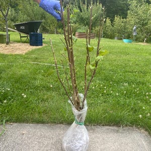 May include: A young deciduous tree with thin brown branches and sparse green leaves. The root system is encased in a clear plastic bag secured with a green rubber band at the base of the trunk. The tree is held upright by a gloved hand.