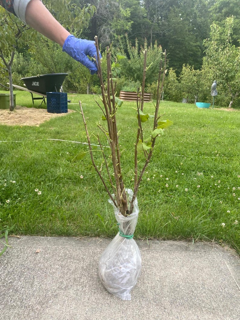 May include: A young deciduous tree with thin brown branches and sparse green leaves. The root system is encased in a clear plastic bag secured with a green rubber band at the base of the trunk. The tree is held upright by a gloved hand.