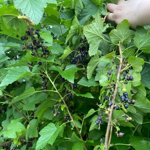 May include: A blackcurrant bush featuring numerous clusters of small, round, dark purple to black berries hanging from woody stems. The plant has vibrant green, serrated, lobed leaves that provide a dense canopy around the ripening fruit.