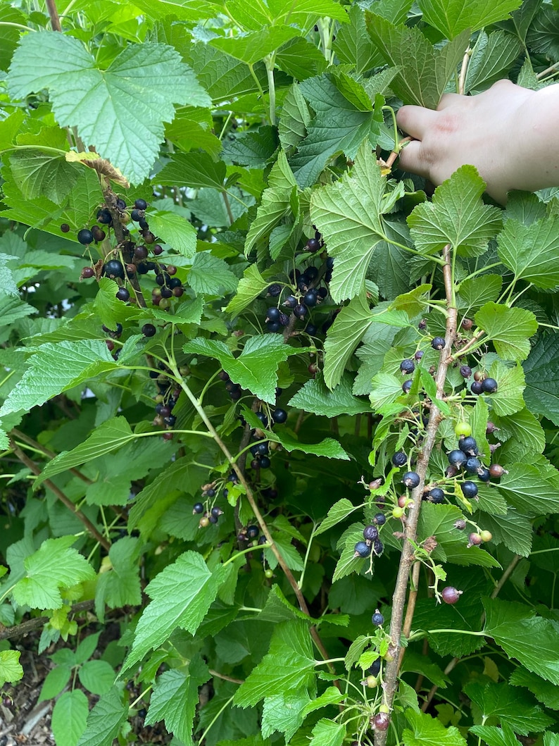 May include: A blackcurrant bush featuring numerous clusters of small, round, dark purple to black berries hanging from woody stems. The plant has vibrant green, serrated, lobed leaves that provide a dense canopy around the ripening fruit.