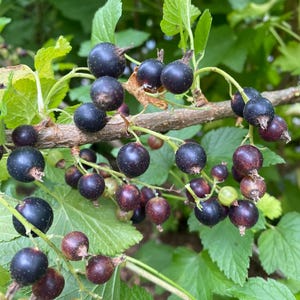 May include: A cluster of ripe black currants hanging from a woody branch. The berries are round, dark purple to black in color, and feature small stems. Some berries show lighter reddish-purple hues, and a few small, pale green unripe berries are visible.