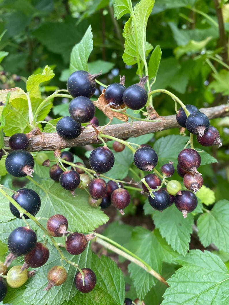 May include: A cluster of ripe black currants hanging from a woody branch. The berries are round, dark purple to black in color, and feature small stems. Some berries show lighter reddish-purple hues, and a few small, pale green unripe berries are visible.