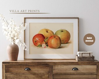 May include: A vintage botanical illustration of three apples, one red, one green, and one yellow, on a white background. The print is framed and displayed on a wooden dresser.