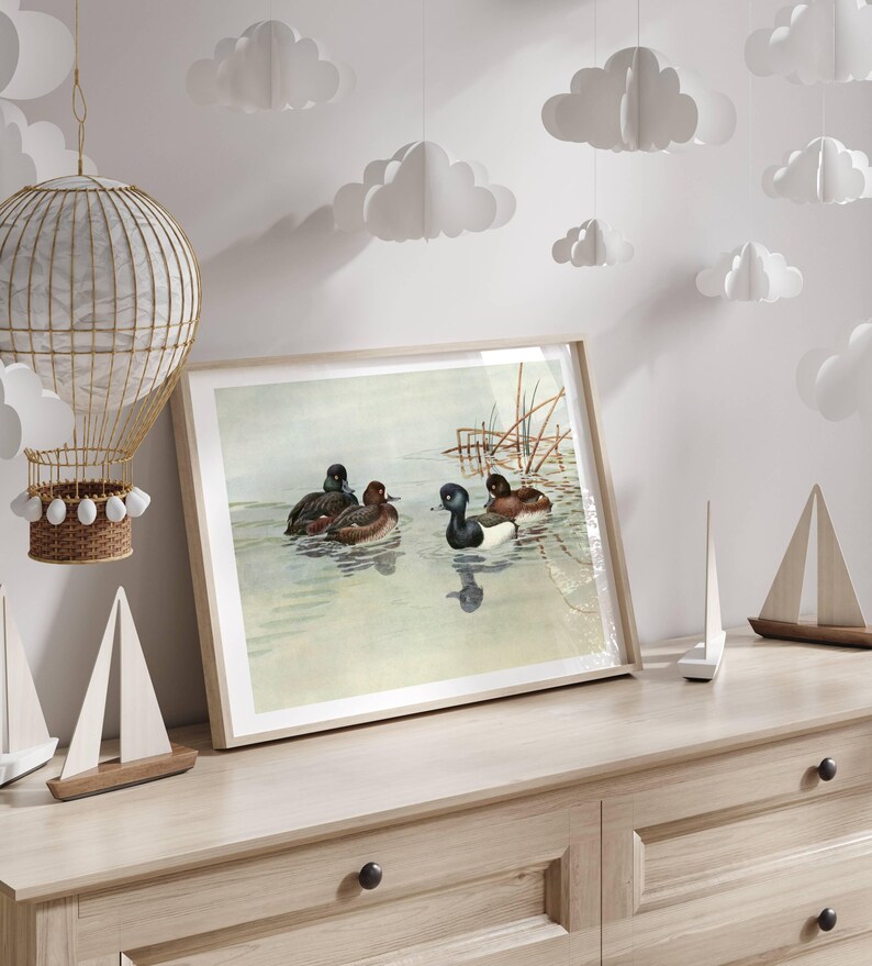 May include: A framed print of a vintage illustration of four ducks swimming in a lake. The ducks are brown and black with white markings. The background is a watercolor wash of blue and green.