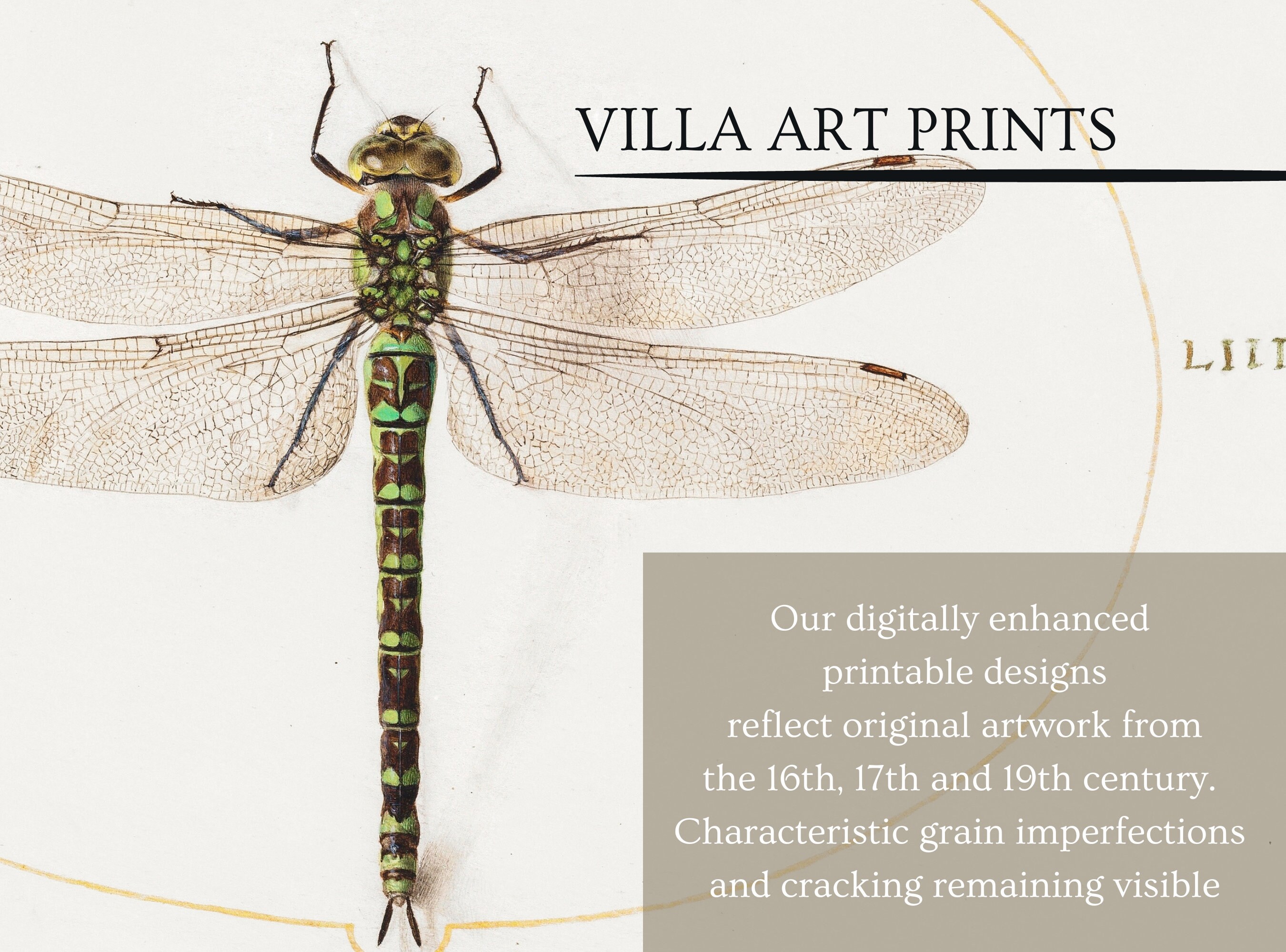 Printable Vintage Dragonfly Print, Neutral Vintage Watercolour Painting ...