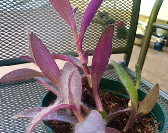 Purple Heart Tradescantia