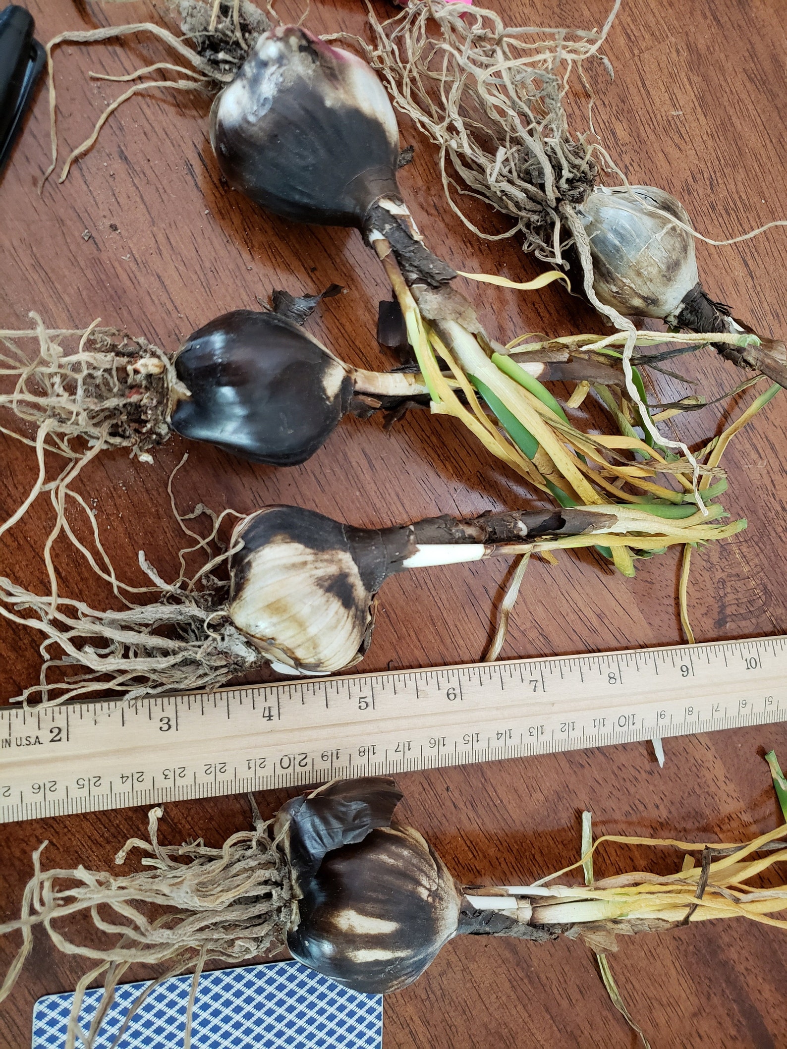 Oxblood Lily Bulbs Etsy