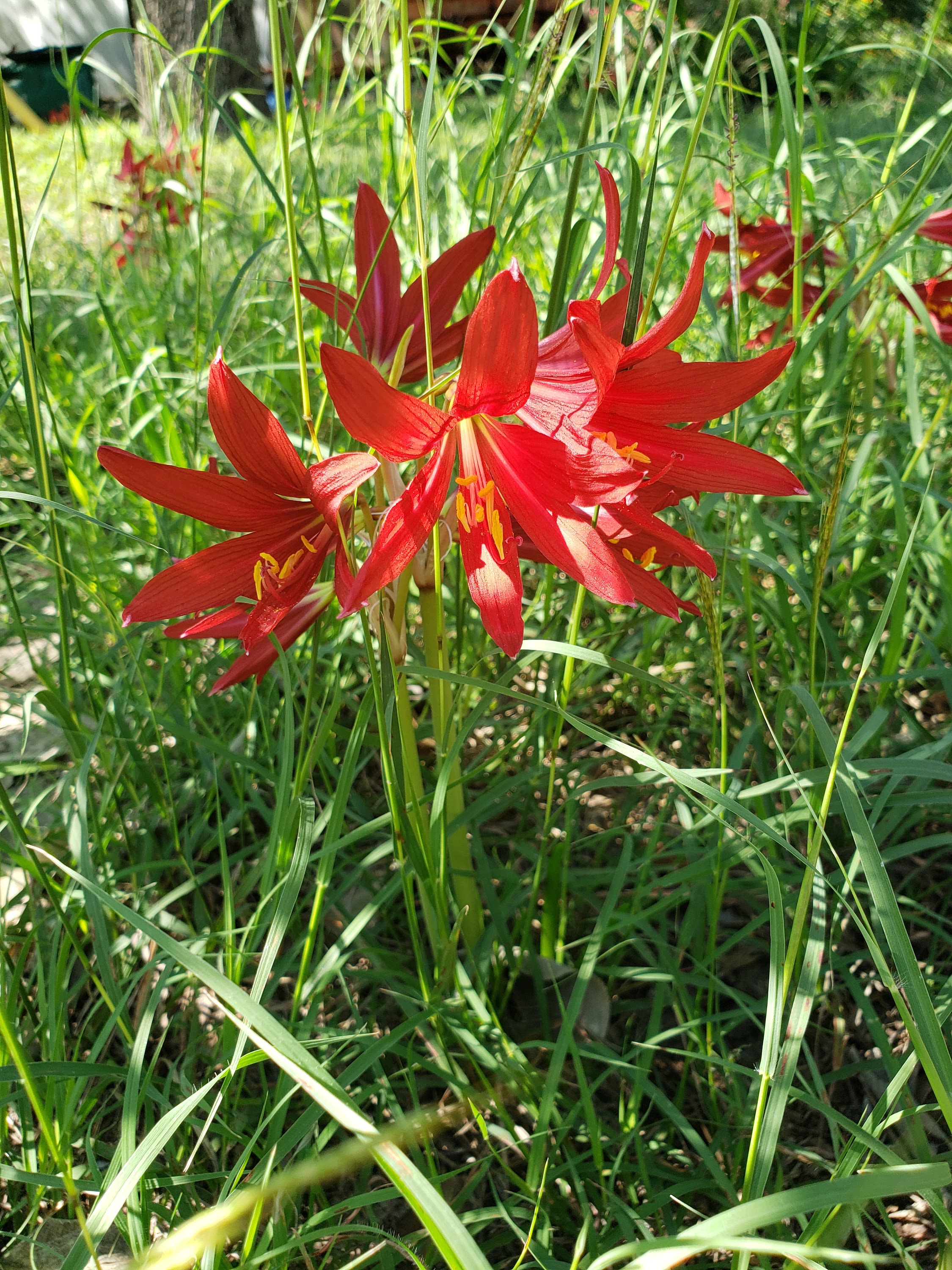 Oxblood Lily Bulbs Hurricane Schoolhouse Rain Red Flower Bulbs Free Shipping Lilies Free