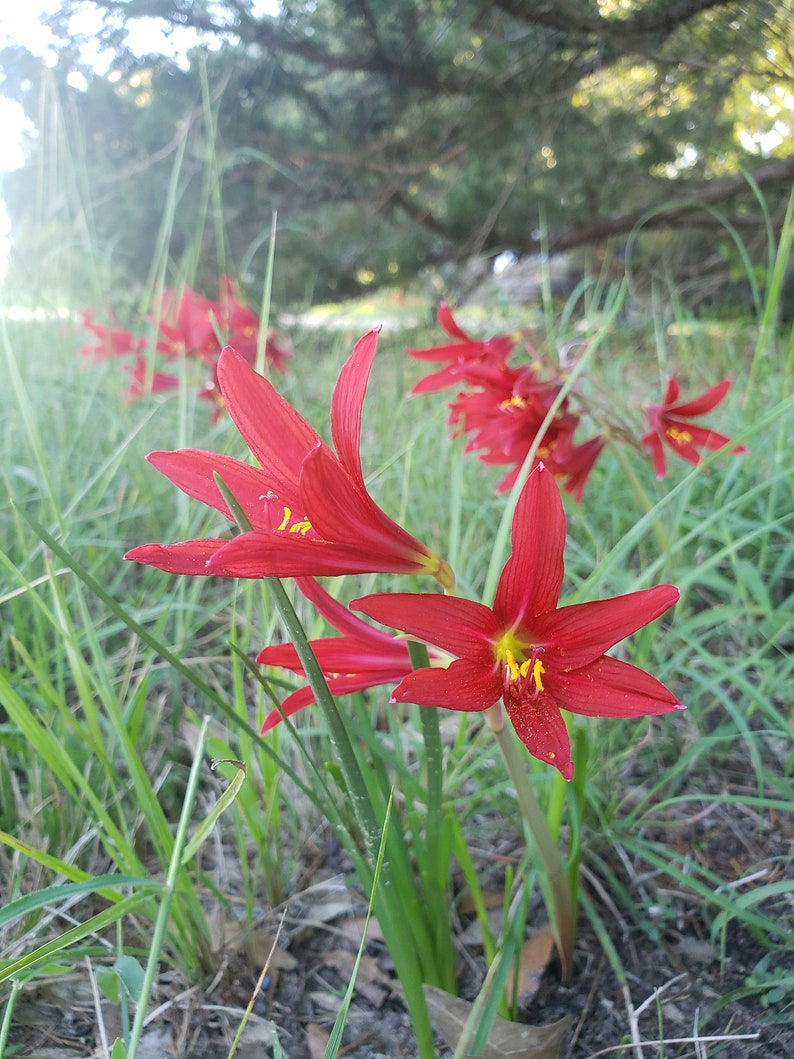 Oxblood Lily Bulbs Hurricane Schoolhouse Rain Red Flower Bulbs Free