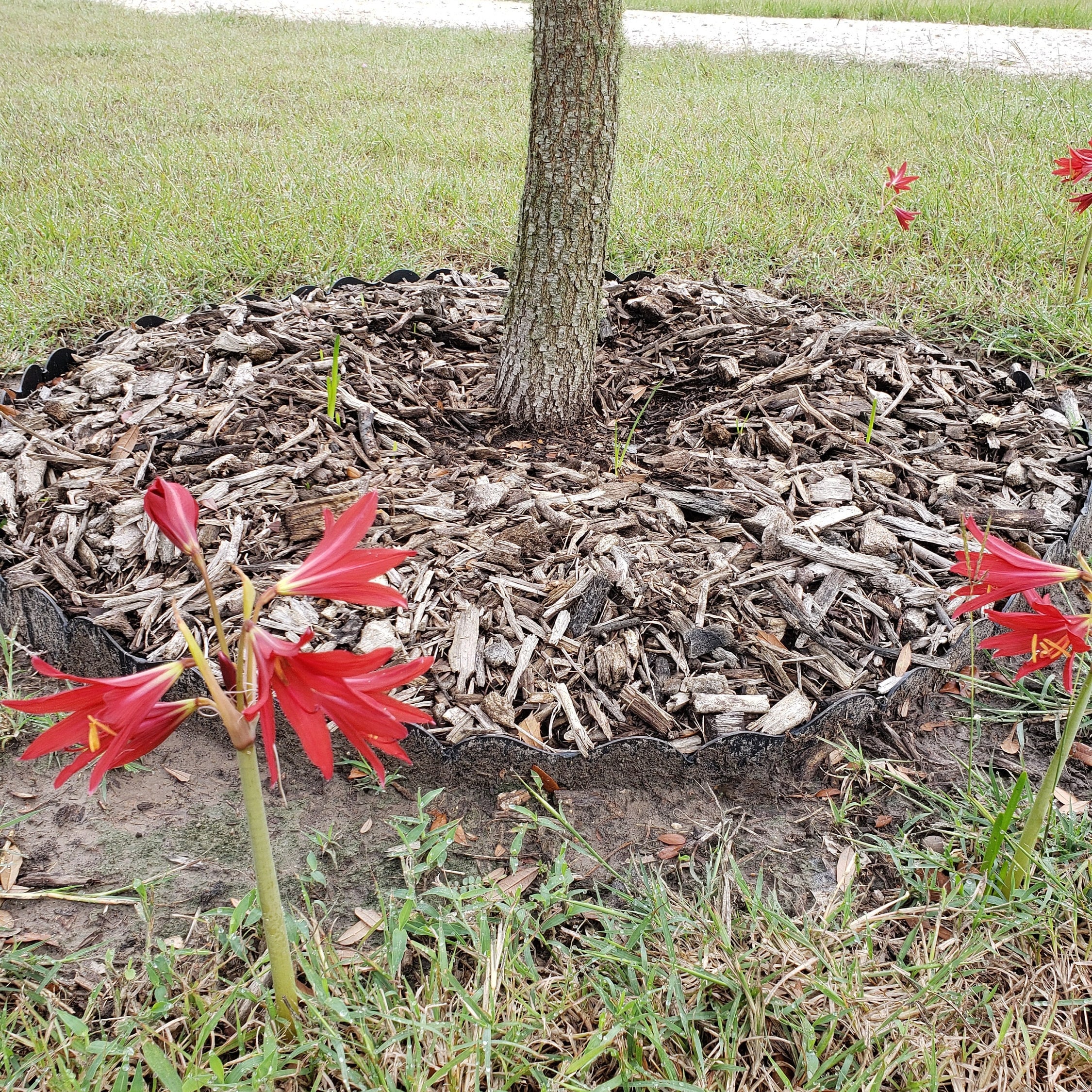 Oxblood Lily Bulbs Hurricane Schoolhouse Rain Red Flower Bulbs Free Shipping Lilies Free