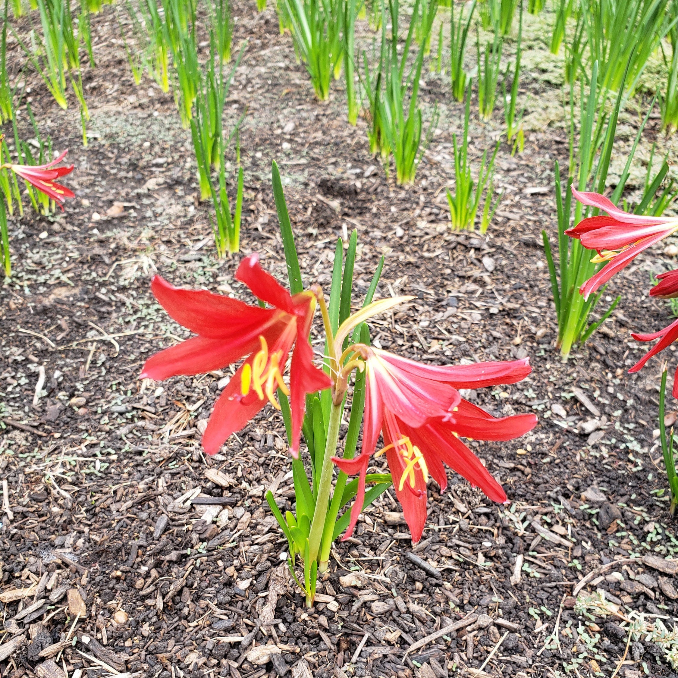 Oxblood Lily Bulbs Hurricane Schoolhouse Rain Red Flower Bulbs Free Shipping Lilies Free