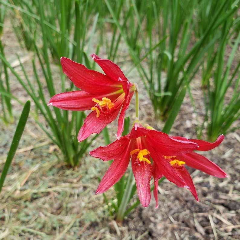 Oxblood Lily Bulbs Hurricane Schoolhouse Rain Red Flower Bulbs Free